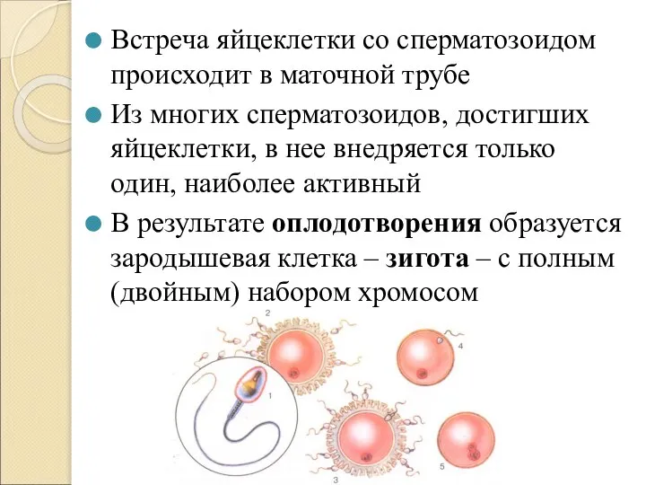 Встреча яйцеклетки со сперматозоидом происходит в маточной трубе Из многих сперматозоидов, достигших