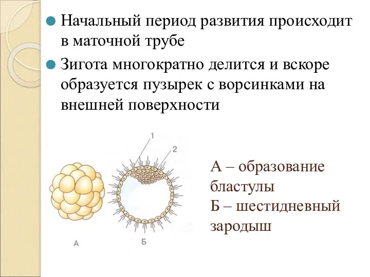 А – образование бластулы Б – шестидневный зародыш Начальный период развития происходит