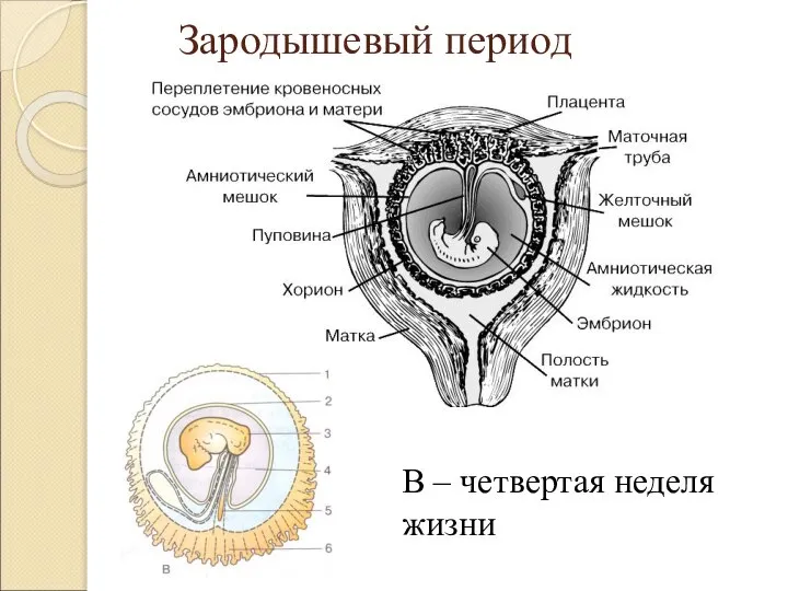 Зародышевый период В – четвертая неделя жизни