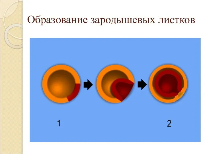 Образование зародышевых листков