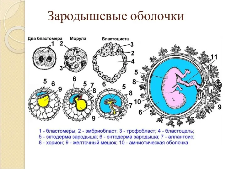 Зародышевые оболочки