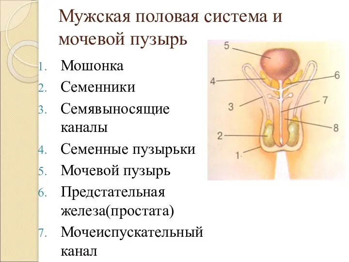 Мужская половая система и мочевой пузырь Мошонка Семенники Семявыносящие каналы Семенные пузырьки