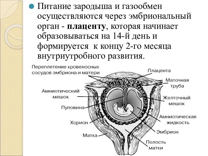 Питание зародыша и газообмен осуществляются через эмбриональный орган - плаценту, которая начинает