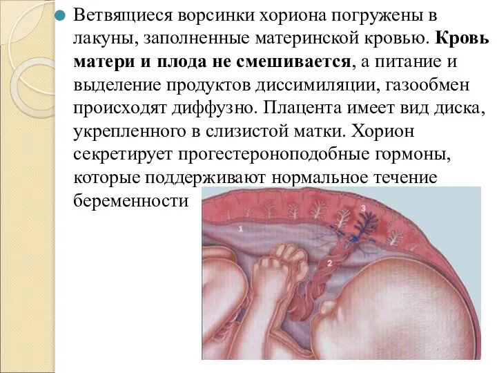 Ветвящиеся ворсинки хориона погружены в лакуны, заполненные материнской кровью. Кровь матери и