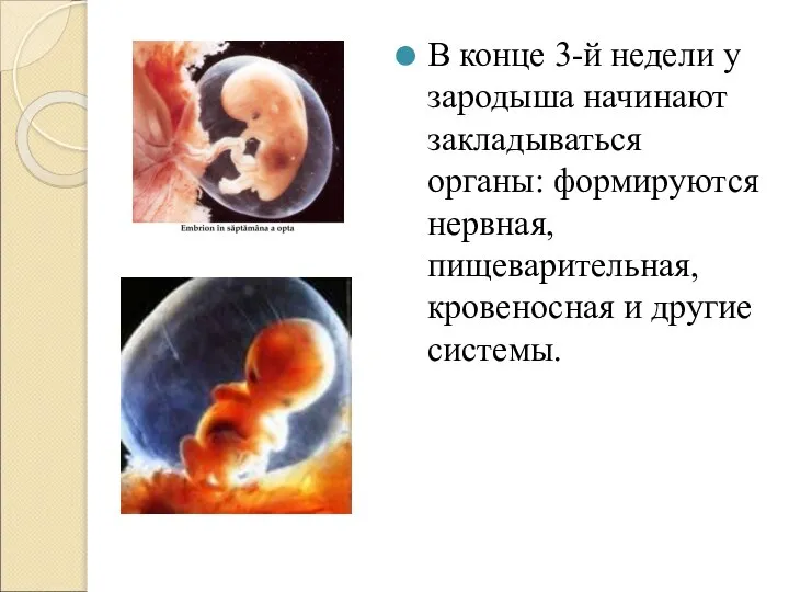 В конце 3-й недели у зародыша начинают закладываться органы: формируются нервная, пищеварительная, кровеносная и другие системы.