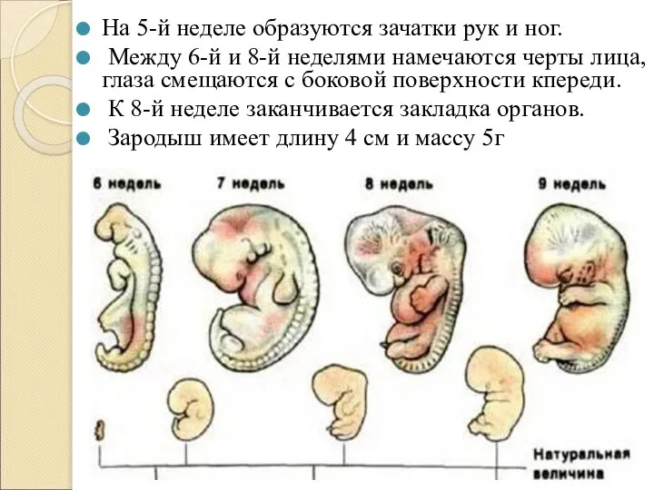 На 5-й неделе образуются зачатки рук и ног. Между 6-й и 8-й