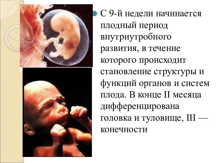 С 9-й недели начинается плодный период внутриутробного развития, в течение которого происходит