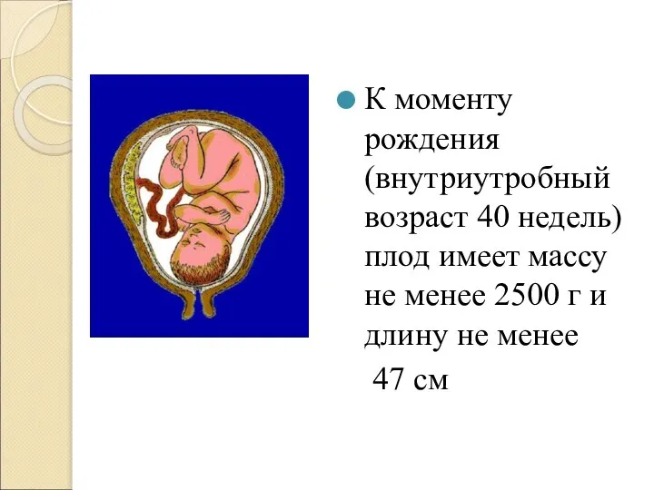 К моменту рождения (внутриутробный возраст 40 недель) плод имеет массу не менее