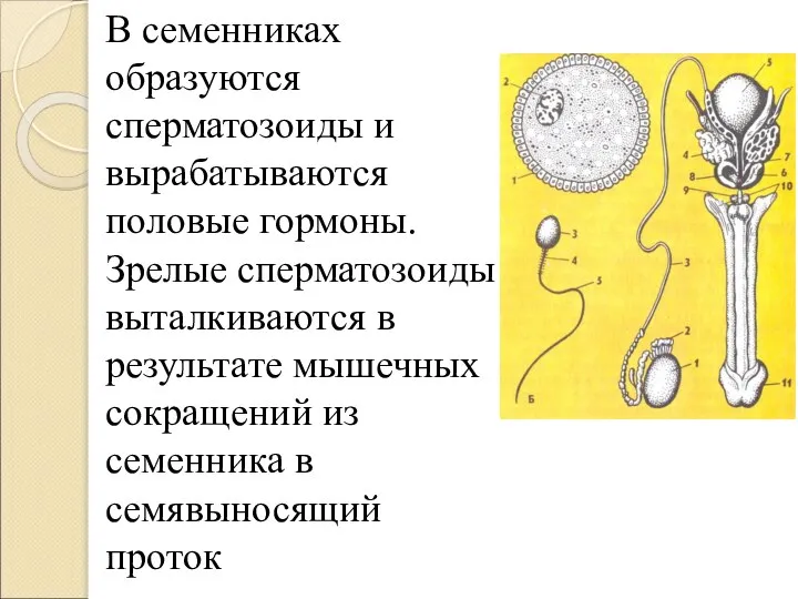 В семенниках образуются сперматозоиды и вырабатываются половые гормоны. Зрелые сперматозоиды выталкиваются в