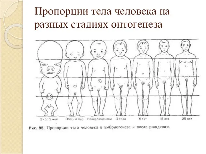 Пропорции тела человека на разных стадиях онтогенеза