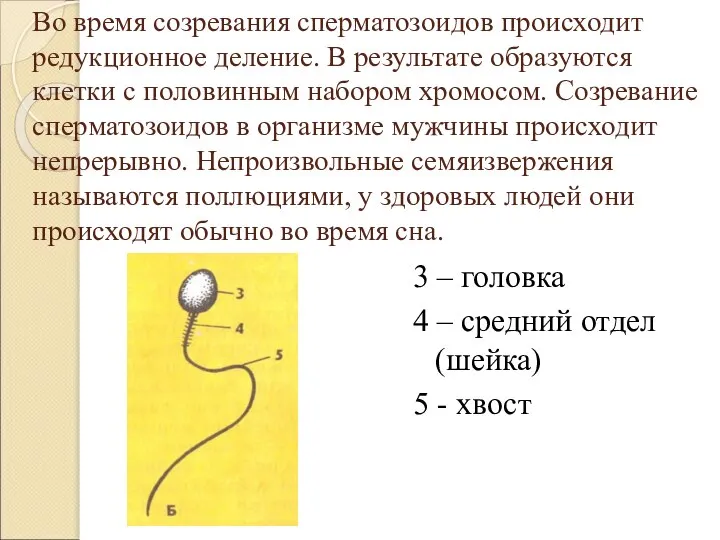 Во время созревания сперматозоидов происходит редукционное деление. В результате образуются клетки с