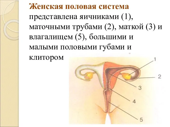 Женская половая система представлена яичниками (1), маточными трубами (2), маткой (3) и