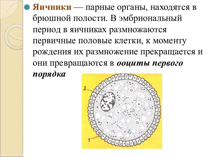 Яичники — парные органы, находятся в брюшной полости. В эмбриональный период в