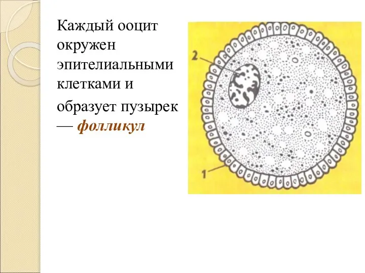 Каждый ооцит окружен эпителиальными клетками и образует пузырек — фолликул