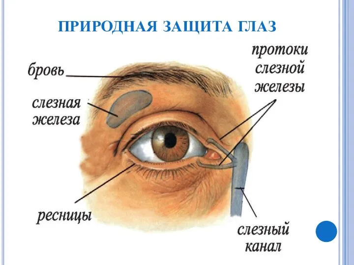 ПРИРОДНАЯ ЗАЩИТА ГЛАЗ