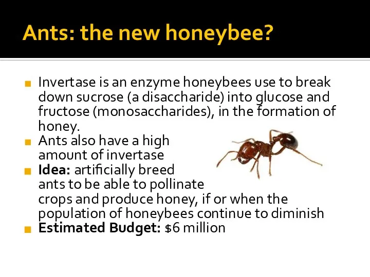 Ants: the new honeybee? Invertase is an enzyme honeybees use to break