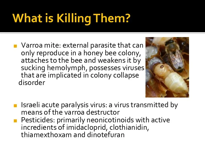 What is Killing Them? Varroa mite: external parasite that can only reproduce