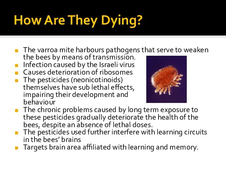 How Are They Dying? The varroa mite harbours pathogens that serve to