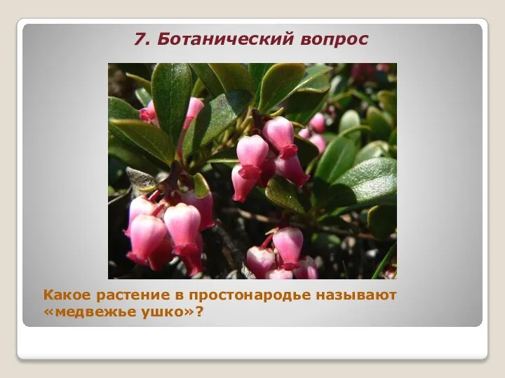 7. Ботанический вопрос Какое растение в простонародье называют «медвежье ушко»?