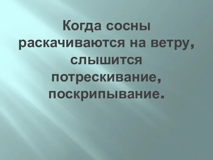 Когда сосны раскачиваются на ветру, слышится потрескивание, поскрипывание.