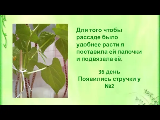 Для того чтобы рассаде было удобнее расти я поставила ей палочки и