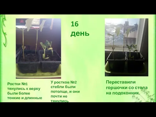 Ростки №1 тянулись к верху были более тонкие и длинные У ростков