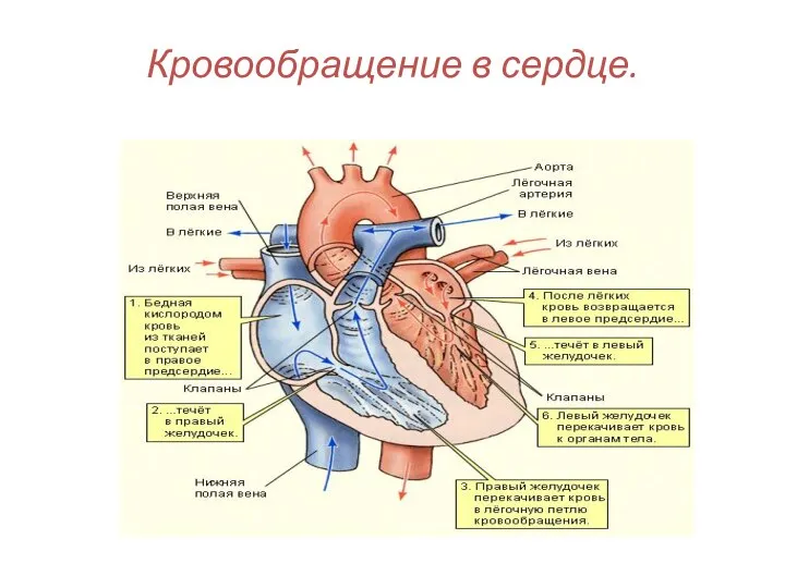 Кровообращение в сердце.