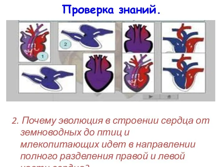 Проверка знаний. 2. Почему эволюция в строении сердца от земноводных до птиц