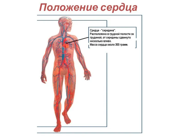 Положение сердца