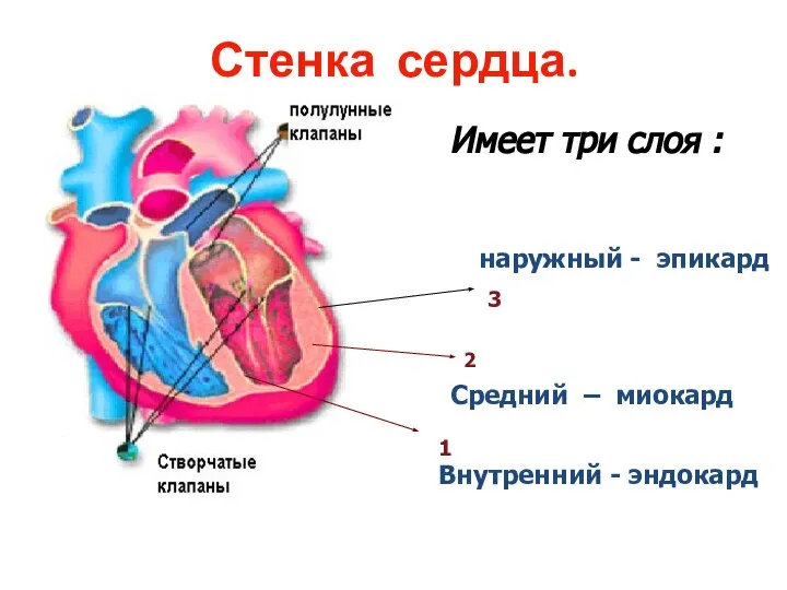 Стенка сердца. 1 2 3 Внутренний - эндокард Средний – миокард наружный