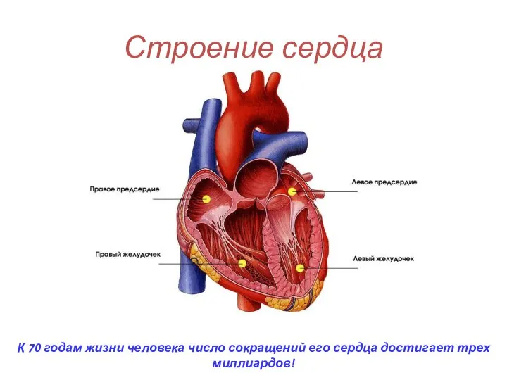 Строение сердца К 70 годам жизни человека число сокращений его сердца достигает трех миллиардов!
