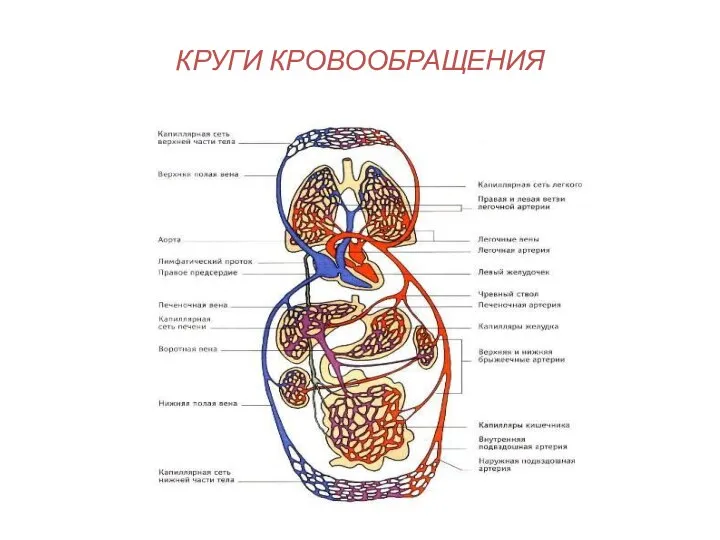 КРУГИ КРОВООБРАЩЕНИЯ