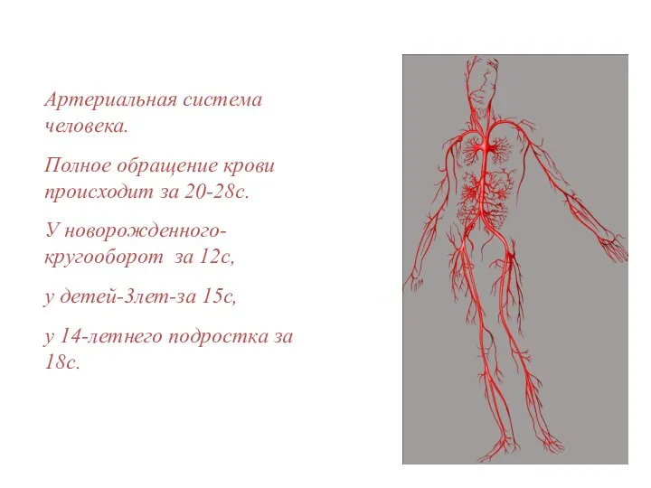 Артериальная система человека. Полное обращение крови происходит за 20-28с. У новорожденного-кругооборот за