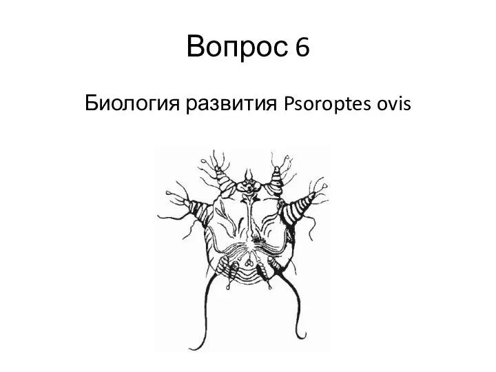Вопрос 6 Биология развития Psoroptes ovis