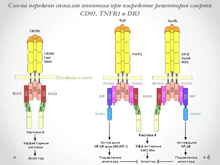 4 Схема передачи сигналов апоптоза при посредстве рецепторов смерти CD95, TNFR1 и DR3