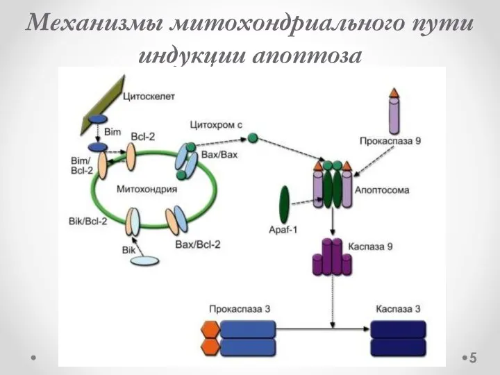 Механизмы митохондриального пути индукции апоптоза 5