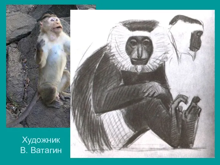 Художник В. Ватагин