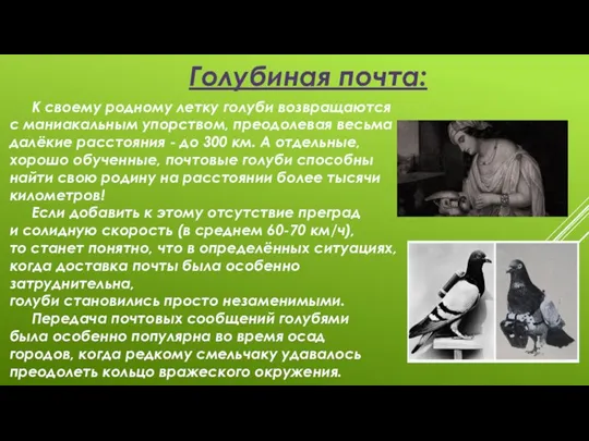 Голубиная почта: К своему родному летку голуби возвращаются с маниакальным упорством, преодолевая