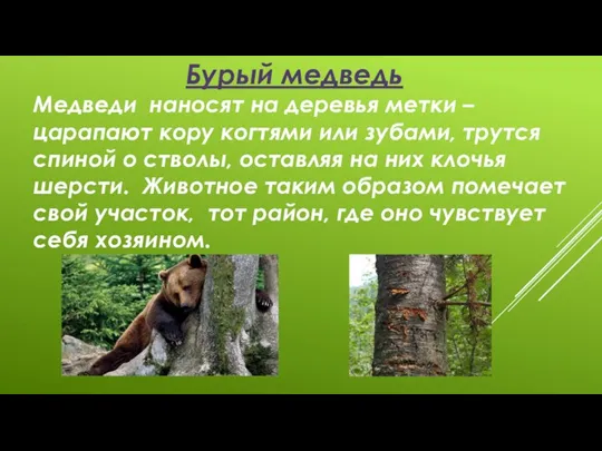 Бурый медведь Медведи наносят на деревья метки – царапают кору когтями или