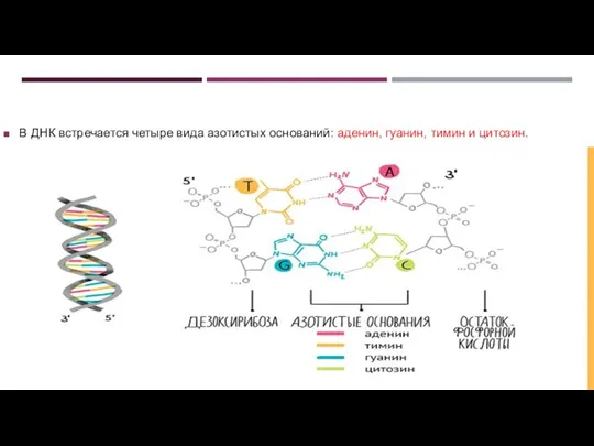 В ДНК встречается четыре вида азотистых оснований: аденин, гуанин, тимин и цитозин.