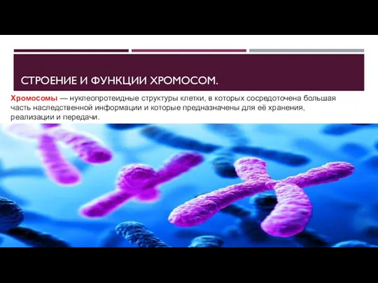 СТРОЕНИЕ И ФУНКЦИИ ХРОМОСОМ. Хромосомы — нуклеопротеидные структуры клетки, в которых сосредоточена