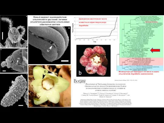 Молекулярный баркодинг личинок и имаго опылителей Aspidistra xuansonensis Диаграмма накопления числа известных