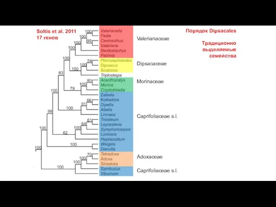 Soltis et al. 2011 17 генов Valerianaceae Dipsacaceae Morinaceae Caprifoliaceae s.l. Caprifoliaceae