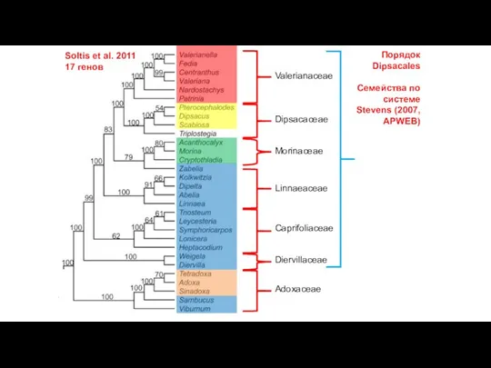 Soltis et al. 2011 17 генов Caprifoliaceae Adoxaceae Порядок Dipsacales Семейства по