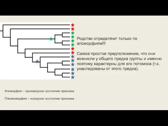 Апоморфия – производное состояние признака Плезиоморфия – исходное состояние признака Родство определяют