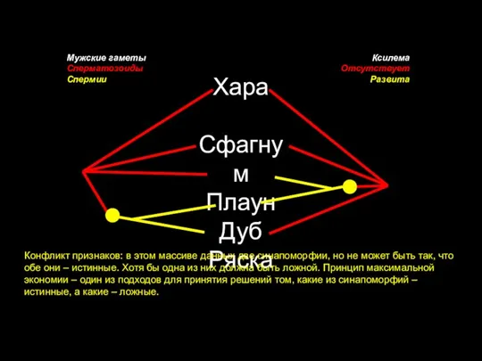 Хара Сфагнум Плаун Дуб Ряска Мужские гаметы Сперматозоиды Спермии Ксилема Отсутствует Развита