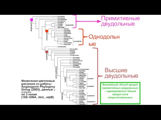 Однодольные Примитивные двудольные Высшие двудольные Филогения цветковых растений из работы Angiosperm Phylogeny