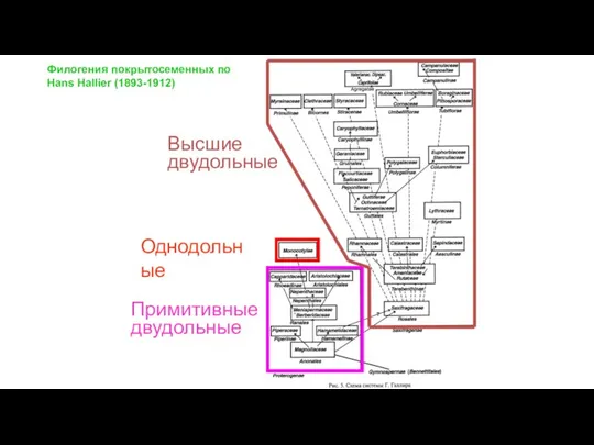 Однодольные Примитивные двудольные Высшие двудольные Филогения покрытосеменных по Hans Hallier (1893-1912)