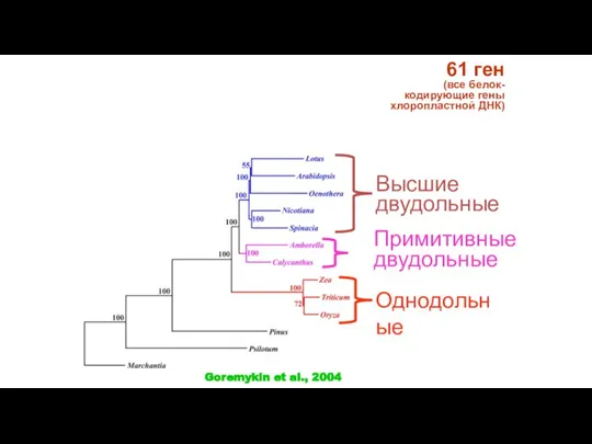 61 ген (все белок-кодирующие гены хлоропластной ДНК) Примитивные двудольные Высшие двудольные Однодольные Goremykin et al., 2004