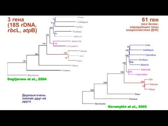 3 гена (18S rDNA, rbcL, atpB) 61 ген (все белок-кодирующие гены хлоропластной